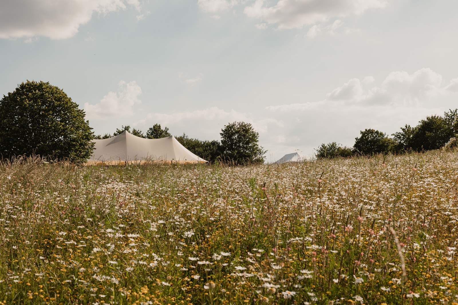 The marquee pitched in the flowering meadow