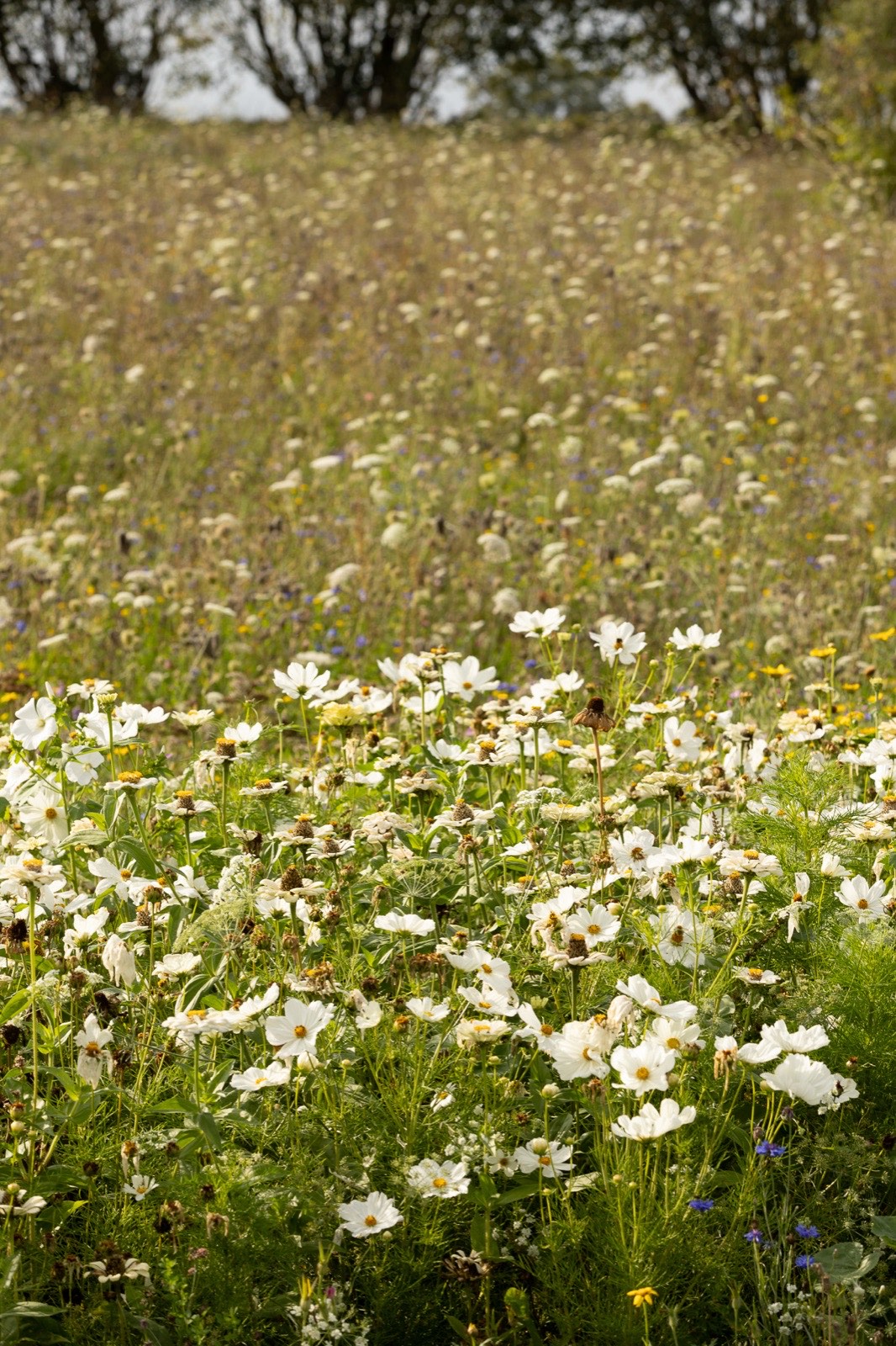Prairie fleurie face à la vallée