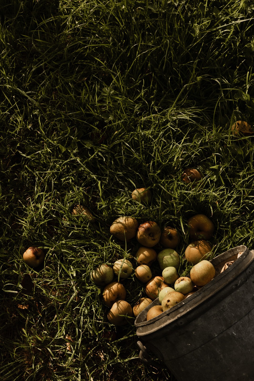 The grounds and orchard of the estate