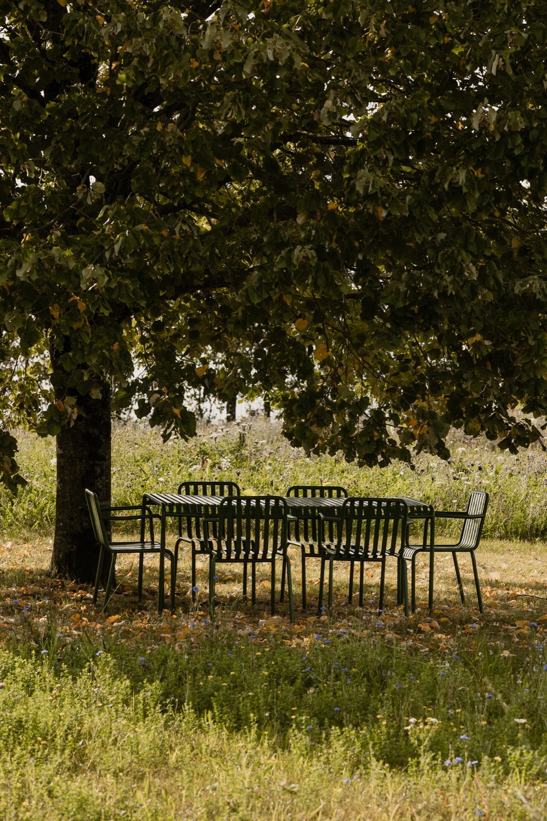 Table dressée sous un arbre du verger